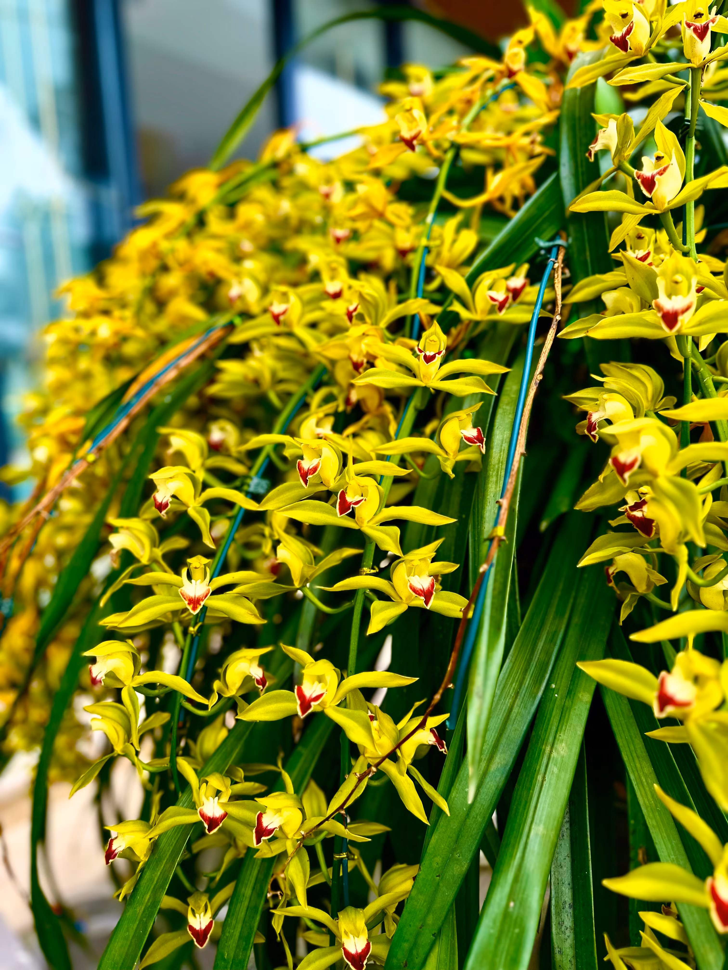 Những cành hoa như thác đổ.