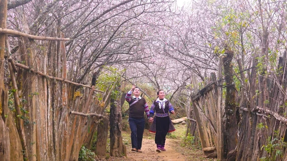 Sắc đào Lùng Cúng - bản tình ca của núi rừng Tây Bắc