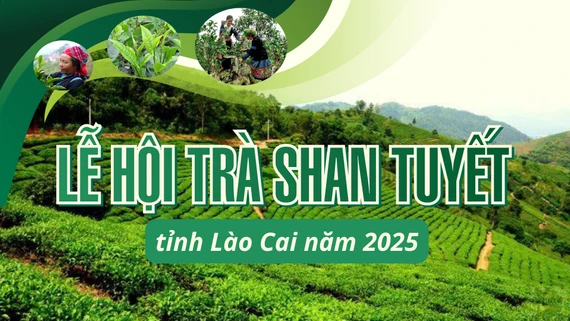 INFOGRAPHIC: LỄ HỘI TRÀ SHAN TUYẾT TỈNH LÀO CAI NĂM 2025