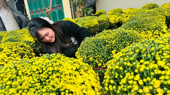 Vườn cúc rộn ràng trước thềm xuân