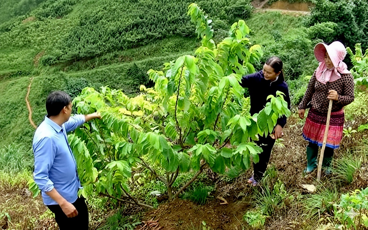 Người dân thôn Bu Cao tích cực đưa các cây trồng có giá trị kinh tế cao vào sản xuất. anh-chuan-2.png