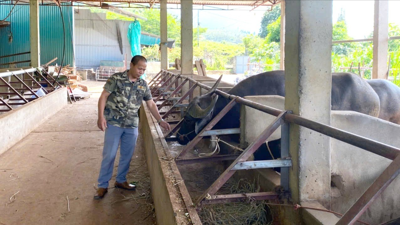Hội Nông dân xã giải ngân nguồn Quỹ Hỗ trợ nông dân cho dự án chăn nuôi trâu bò sinh sản. 1-5476-2163.jpg