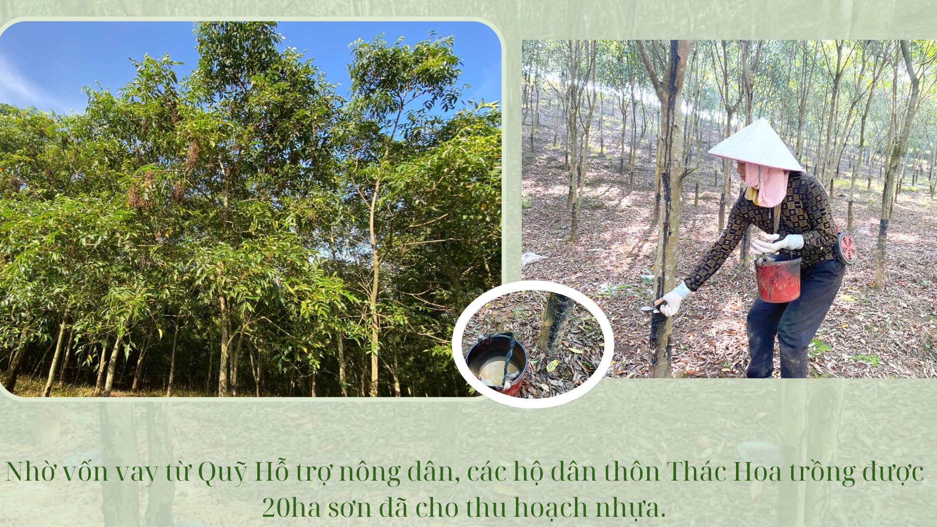 anh-bai-1.png