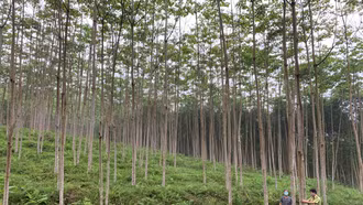 Phấn đấu có ít nhất 20% diện tích rừng trồng được cấp chứng chỉ rừng bền vững, chứng chỉ hữu cơ vào năm 2025