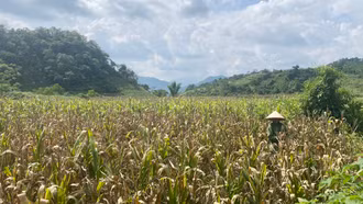 Mường Khương sẽ trồng thêm 1.050 ha ngô hè thu để bù đắp thiệt hại về sản lượng do nắng hạn