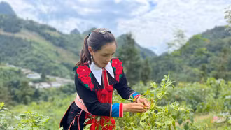 Phân công 308 lượt hội viên tham gia giúp đỡ 25 hộ nghèo do phụ nữ làm chủ