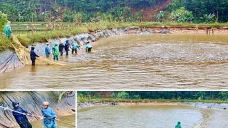 Cá nặng, lưới đầy