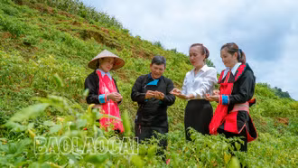 Nâng cao thu nhập cho phụ nữ dân tộc thiểu số từ liên kết sản xuất ớt bản địa