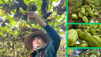 Nỗi buồn ở “thủ phủ” su su