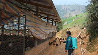 Tăng cường kiểm tra, ngăn chặn việc xuất - nhập lậu gia cầm, sản phẩm gia cầm qua biên giới vào địa bàn