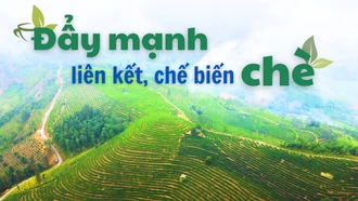 Đẩy mạnh liên kết, chế biến chè