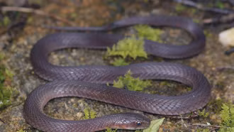 Phát hiện loài rắn mới tại vùng núi cao Hoàng Liên