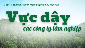 Vực dậy các công ty lâm nghiệp