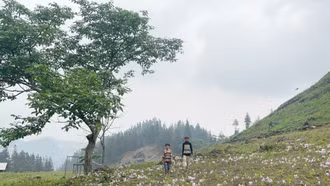 Mùa hoa nghệ đất ở Sín Lùng Chải