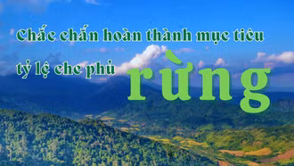 Chắc chắn hoàn thành mục tiêu tỷ lệ che phủ rừng
