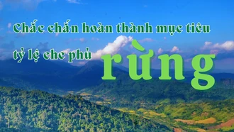 Chắc chắn hoàn thành mục tiêu tỷ lệ che phủ rừng