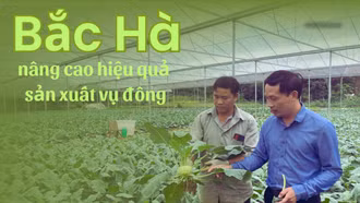 Bắc Hà nâng cao hiệu quả sản xuất vụ đông