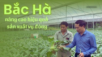 Bắc Hà nâng cao hiệu quả sản xuất vụ đông