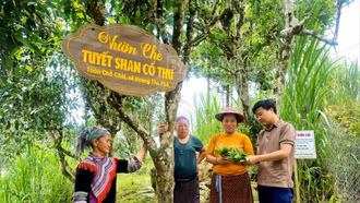 Công nhận quần thể cây chè Shan tuyết cổ thụ tại xã Hoàng Thu Phố là Cây Di sản Việt Nam