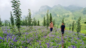 Tỉnh Lào Cai là 1 trong 8 vùng trọng điểm về sản xuất cây dược liệu trong cả nước