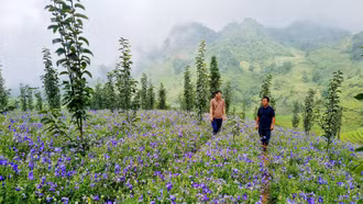 Tỉnh Lào Cai là 1 trong 8 vùng trọng điểm về sản xuất cây dược liệu trong cả nước