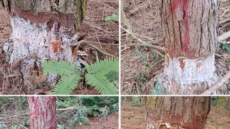 Xác minh, làm rõ đối tượng phá hoại rừng cảnh quan tại xã Cam Đường