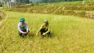 Hơn 900 ha cây trồng bị chết và không cho thu hoạch do thiếu nước