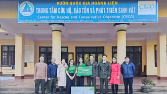 Hỗ trợ 60 triệu đồng cho công tác chăm sóc 4 cá thể chuột túi tại Vườn Quốc gia Hoàng Liên 