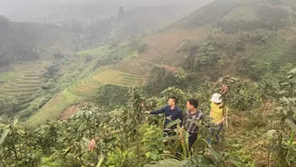 Giải pháp nào phòng bọ cánh cứng hại cây quế?