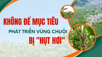 Không để mục tiêu phát triển vùng chuối bị “hụt hơi”