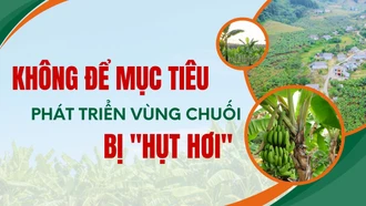 Không để mục tiêu phát triển vùng chuối bị “hụt hơi”