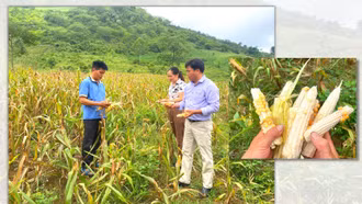 Nỗi lo sau nắng hạn