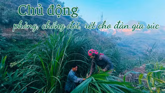 Chủ động phòng, chống đói, rét cho đàn gia súc