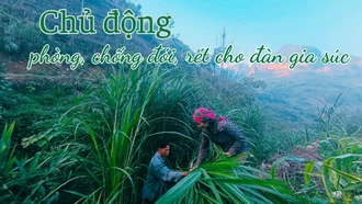 Chủ động phòng, chống đói, rét cho đàn gia súc