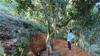 Xây dựng quy ước bảo vệ quần thể chè cổ thụ ở Tả Thàng