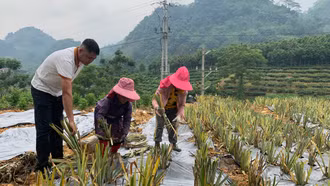 Lào Cai chuyển đổi khoảng 4.000 ha đất sản xuất nông – lâm nghiệp kém hiệu quả sang trồng các loại cây chủ lực