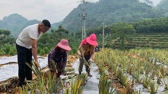 Lào Cai chuyển đổi khoảng 4.000 ha đất sản xuất nông – lâm nghiệp kém hiệu quả sang trồng các loại cây chủ lực