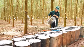 Trung Quốc chi gần 2 tỷ USD mua rau quả của Việt Nam