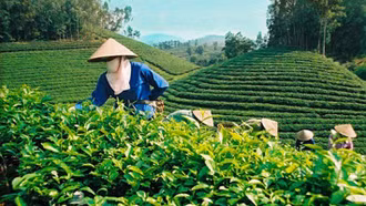 Phát huy tiềm năng, lợi thế cây chè