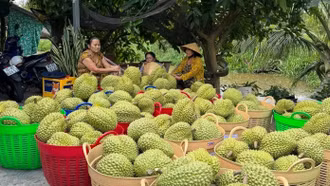 Là quà biếu Tết đắt hàng ở Trung Quốc, giá sầu riêng Việt có quả vọt lên 1 triệu đồng