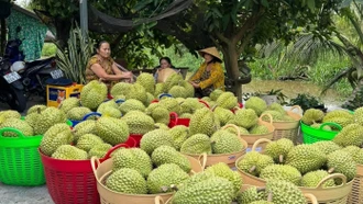 Là quà biếu Tết đắt hàng ở Trung Quốc, giá sầu riêng Việt có quả vọt lên 1 triệu đồng