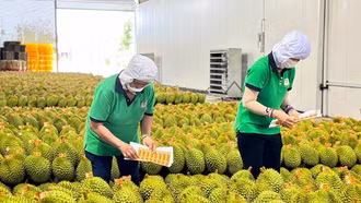 Lý do Việt Nam tăng mạnh xuất khẩu rau quả sang Trung Quốc