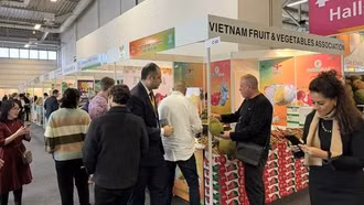 Doanh nghiệp Việt bán trái cây tết tại chợ rau quả lớn nhất thế giới