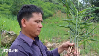 Thủ tướng chỉ đạo tháo gỡ khó khăn cho hoạt động xuất khẩu dược liệu