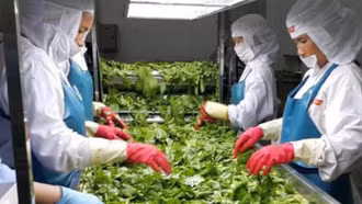 Xuất khẩu rau quả - Điểm sáng kinh tế Việt Nam