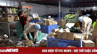 Thương mại điện tử - giải pháp đầu ra cho nông sản Việt