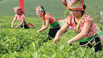 Quy định mới về hỗ trợ đất sản xuất cho hộ đồng bào dân tộc thiểu số nghèo