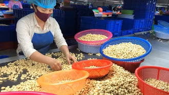 Các quốc gia ồ ạt nhập khẩu hạt điều Việt Nam
