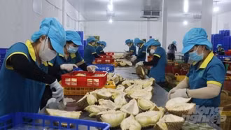 Xuất khẩu rau quả tháng 1 nhiều điểm sáng