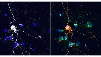 Mỹ: Nghiên cứu thuốc trị ung thư đạt được điều bất ngờ